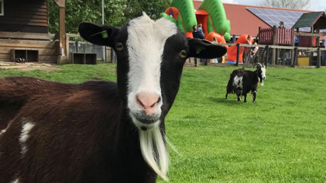 Geiten dierentuin