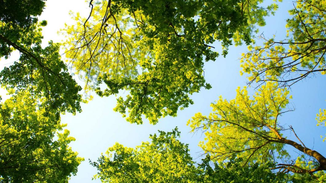 bomen-klein.jpg