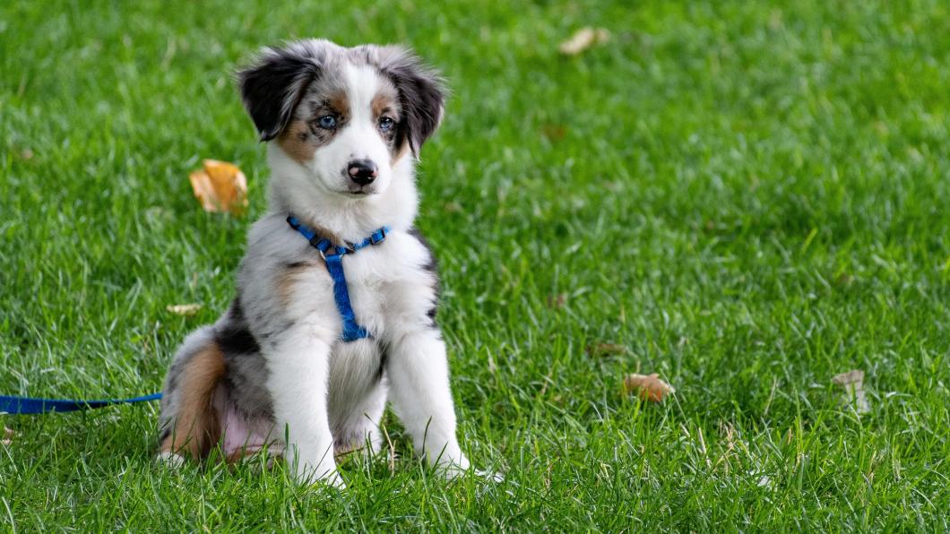 puppy-on-grass-field-1322182 (1).jpg