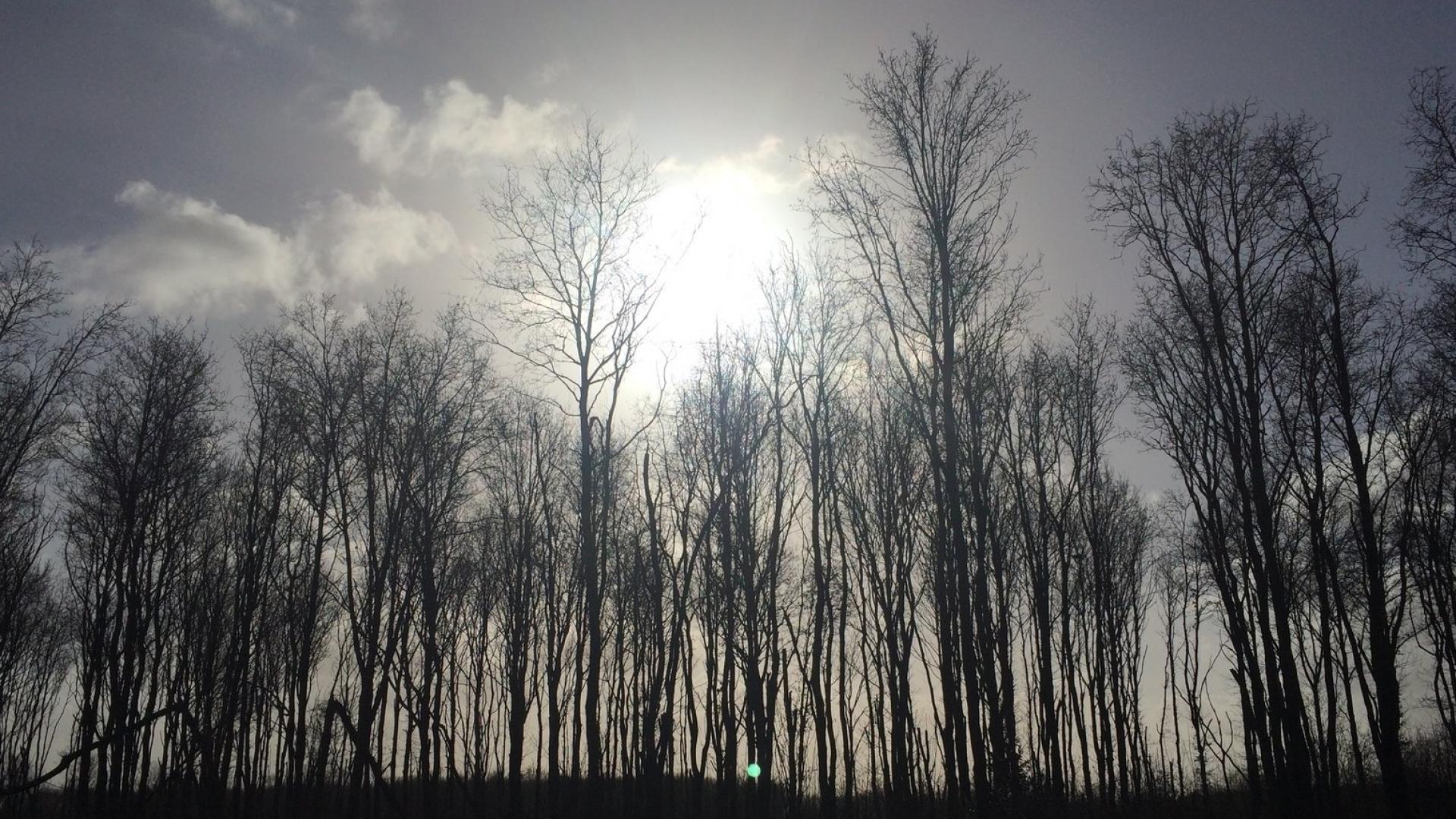 Bomen